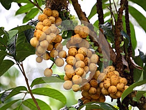 Wollongong tropical fruit
