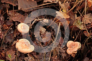 Wolly milkcaps - Lactarius torminosus