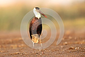 Wolly Necked Stork, Ciconia episcopus, Bhigwan Wetlands, Maharashtra