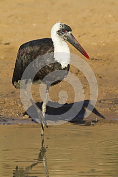 Wolly-necked Stork