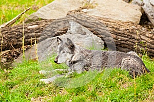 Wolve jasper national park photo