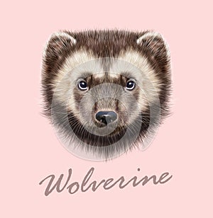 Wolverine Animal. Vector Illustrated Portrait