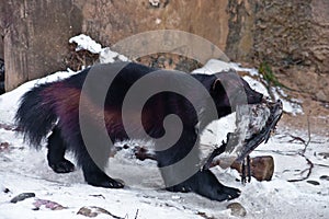 Wolverine beast in the snow, drags the prey, it is a dead crow