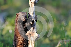 Wolverine climb up a tree