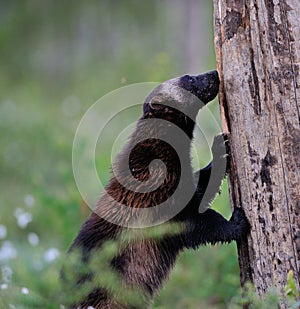 Wolverine climbing