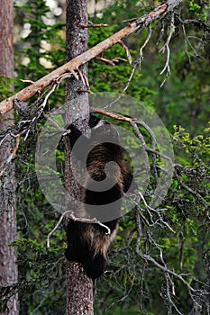 Wolverine climbing on tree