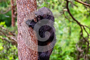 Wolverine climbing a tree