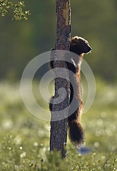 Wolverine climbing on the tree. Wild nature. Natural habitat. Glutton, carcajou, skunk bear, or quickhatch. Scientific name: gulo