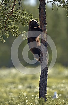 Wolverine climbing on the tree. Wild nature. Natural habitat. Glutton, carcajou, skunk bear, or quickhatch. Scientific name: gulo