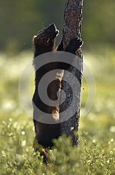 Wolverine climbing on the tree. Wild nature. Natural habitat. Glutton, carcajou, skunk bear, or quickhatch. Scientific name: gulo