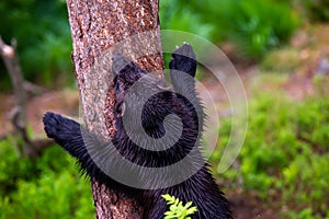 Wolverine climbing a tree