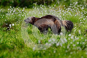 Wolverine in cotton grass in Finland Nature. Running tenacious Wolverine in Finland tajga. Wildlife scene from north of Europe. Da