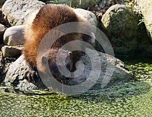 Wolverine drinking in the forest