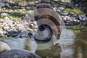 Wolverine drinking in the forest