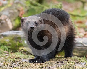 Wolverine in the forest