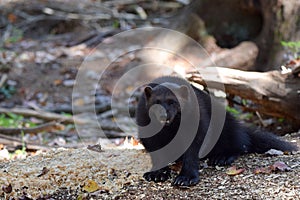 Wolverine a forest setting