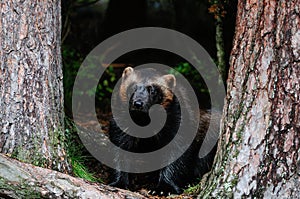 Wolverine in a forest, sweden