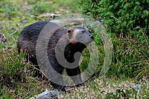 Wolverine in a forest, sweden