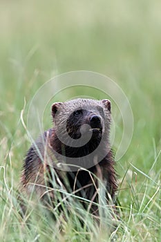 The wolverine  Gulo gulo, also referred to as the glutton, carcajou, skunk bear, or quickhatch in the grass in the taiga.