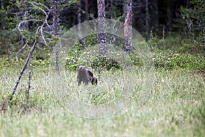 The wolverine  Gulo gulo, also referred to as the glutton, carcajou, skunk bear, or quickhatch in the grass in the taiga