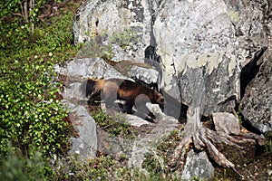 The wolverine Gulo gulo, also referred to as the glutton, carcajou, skunk bear, or quickhatch on a rock near the cave.Wolverine