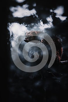 Wolverine ( Gulo gulo )climb on the tree