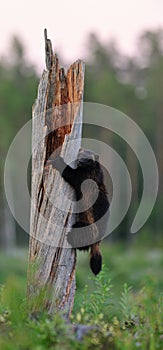 Wolverine (gulo gulo) climbing a tree