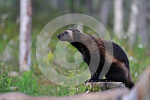 Wolverine (gulo gulo) sitting