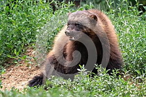 Wolverine, Gulo gulo, sitting on a meadow