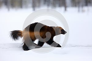 The wolverine Gulo gulo on the snow