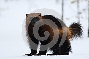 Wolverine gulo gulo with snow and white background.Typical image of a wolverine in the snow in winter