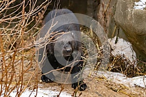 Wolverine. Gulo gulo.