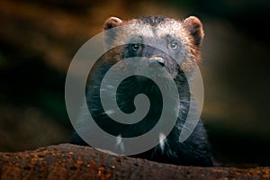 Wolverine portrait. Detail close-up of wild animal. Wolverine in Finland taiga. Dangerous animal in the forest. Raptor in the
