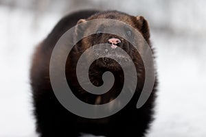 Wolverine in the snow