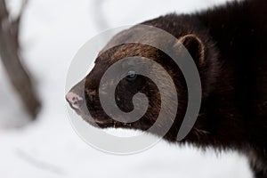 Wolverine in the snow