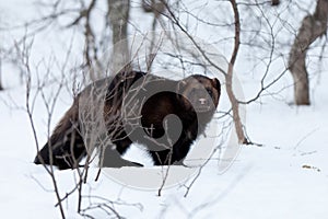 Wolverine in the snow