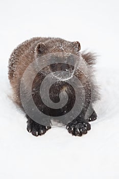 Wolverine in the snow