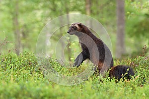 Wolverine standing in a forest