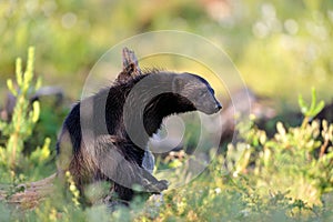 Wolverine at sunlight