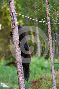 Wolverine on a tree
