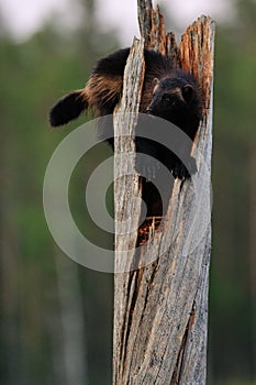 Wolverine on tree