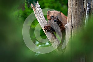 Wolverine on the tree trunk. Detail portrait of wild wolverine. Danger animal in Finland taiga. Mammal animal in the forest.