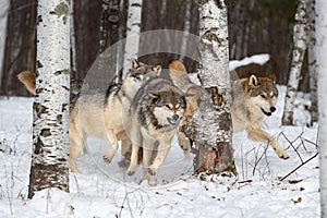 Wolves Canis lupus Chase Through Woods Winter