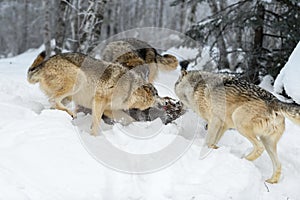 Wolves (Canis lupus) Scuffle Around Body of White-Tail Deer Winter