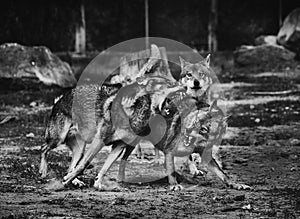 Wolves fighting, black and white photo