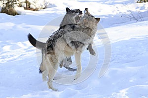Wolves fighting over female wolf