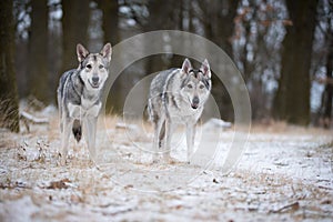 Wolves in forrest in winter