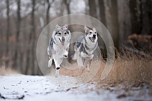 Wolves in forrest in winter on snow