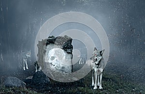 Lobos vigilando viejo tumba 