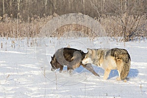Wolves on hunt